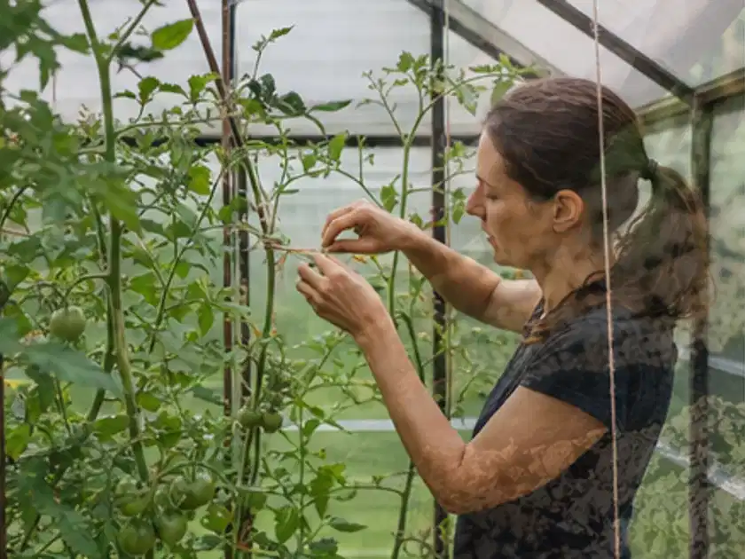 Person bindet junge Tomatentriebe in einem privaten Gewächshaus vorsichtig an; Thema Aprikosen, Schwerpunkt Standort; Titelbild.