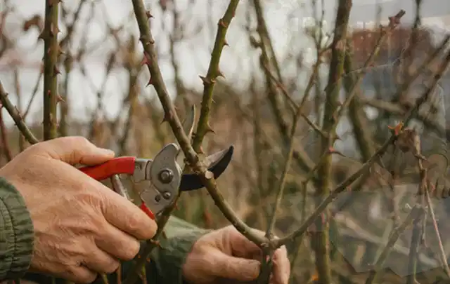 Hände schneiden einen älteren Rosenstrauch mit einer sauberen Gartenschere; Thema Astscheren, Schwerpunkt Bestenliste; Ausgangslage.