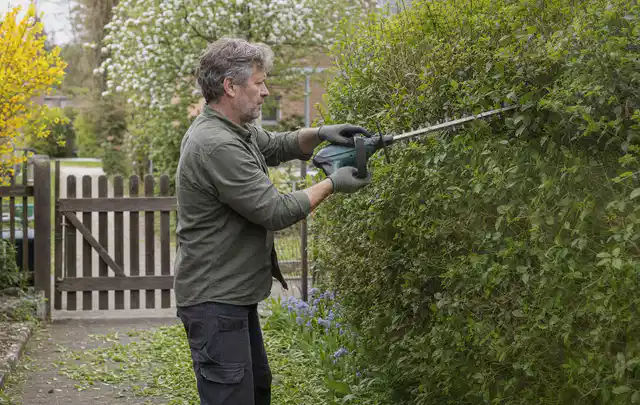 Person schneidet eine Gartenhecke mit einem motorisierten Gartengerät; Thema Astscheren, Schwerpunkt Bestenliste; Umsetzung.
