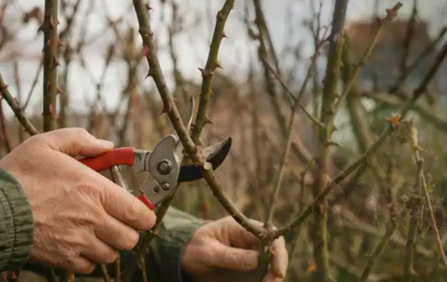 Hände schneiden einen älteren Rosenstrauch mit einer sauberen Gartenschere; Thema Astscheren, Schwerpunkt Checkliste; Kontrolle.