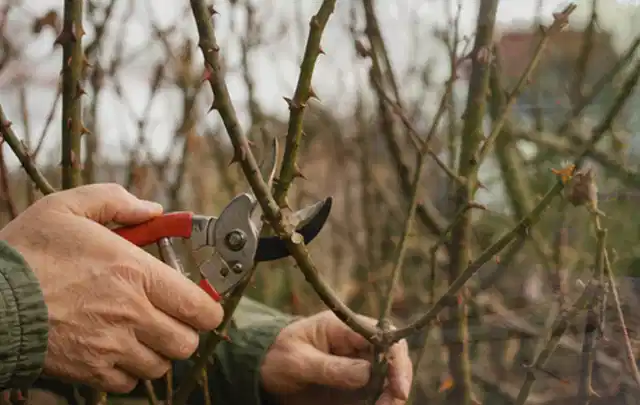 Hände schneiden einen älteren Rosenstrauch mit einer sauberen Gartenschere; Thema Astscheren, Schwerpunkt Dimensionierung; Ausgangslage.