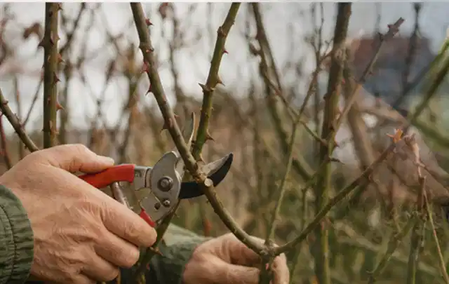 Hände schneiden einen älteren Rosenstrauch mit einer sauberen Gartenschere; Thema Astscheren, Schwerpunkt Ersatzteile; Kontrolle.