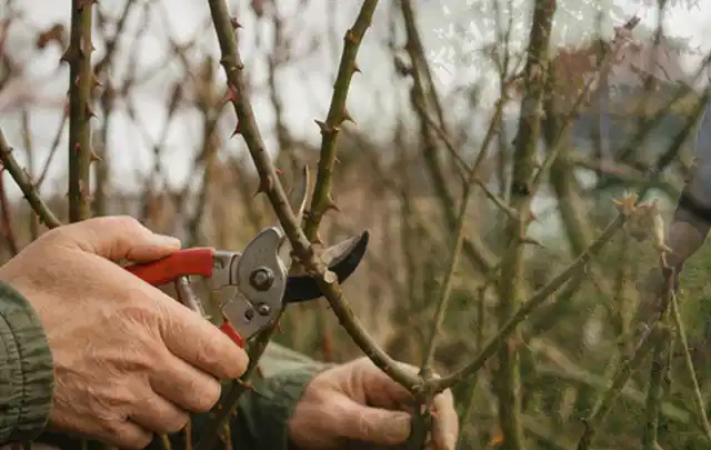 Hände schneiden einen älteren Rosenstrauch mit einer sauberen Gartenschere; Thema Astscheren, Schwerpunkt Fehlerhilfe; Ergebnis.