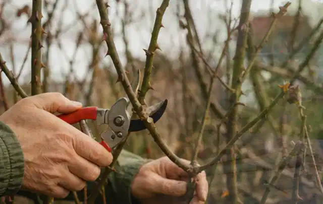 Hände schneiden einen älteren Rosenstrauch mit einer sauberen Gartenschere; Thema Astscheren, Schwerpunkt Gärten mit kleiner Fläche; Ergebnis.