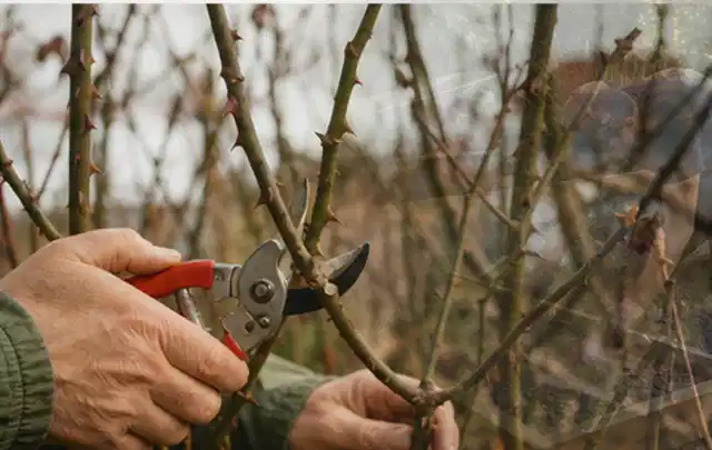 Hände schneiden einen älteren Rosenstrauch mit einer sauberen Gartenschere; Thema Astscheren, Schwerpunkt Gartengeräte; Ergebnis.