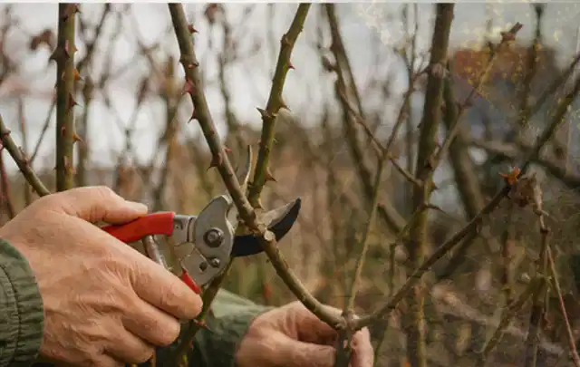 Hände schneiden einen älteren Rosenstrauch mit einer sauberen Gartenschere; Thema Astscheren, Schwerpunkt Kaufberatung; Ergebnis.
