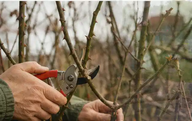 Hände schneiden einen älteren Rosenstrauch mit einer sauberen Gartenschere; Thema Astscheren, Schwerpunkt Kosten; Ergebnis.