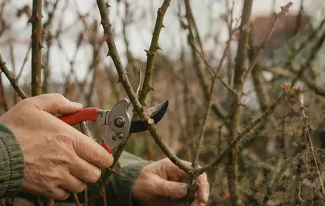 Hände schneiden einen älteren Rosenstrauch mit einer sauberen Gartenschere; Thema Astscheren, Schwerpunkt Leistung; Ergebnis.