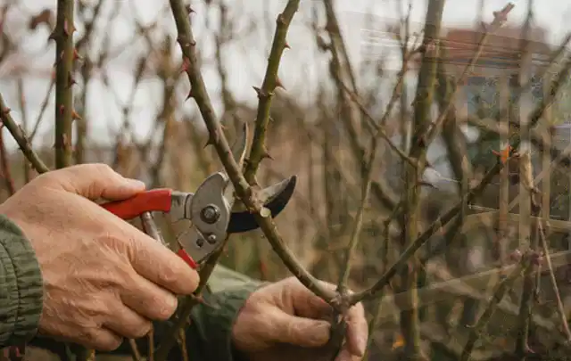 Hände schneiden einen älteren Rosenstrauch mit einer sauberen Gartenschere; Thema Astscheren, Schwerpunkt Nachhaltigkeit; Ausgangslage.