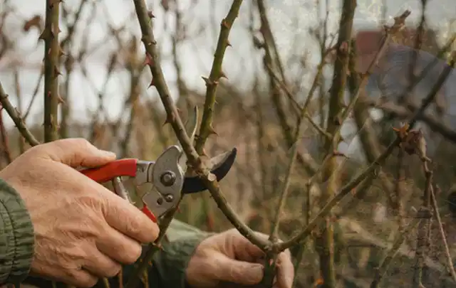 Hände schneiden einen älteren Rosenstrauch mit einer sauberen Gartenschere; Thema Astscheren, Schwerpunkt Reinigung; Umsetzung.