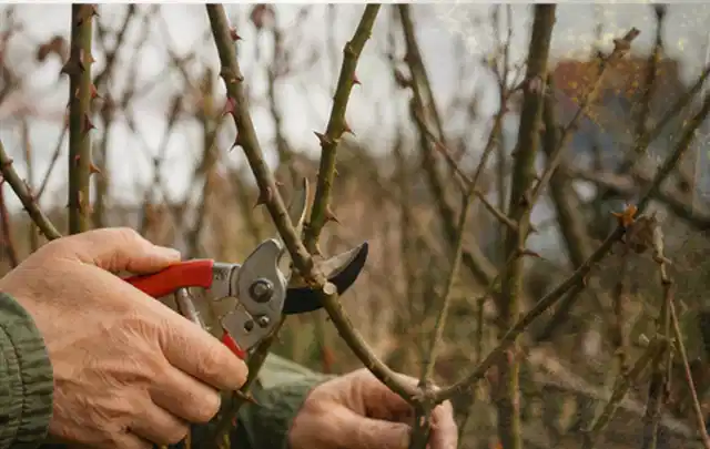 Hände schneiden einen älteren Rosenstrauch mit einer sauberen Gartenschere; Thema Astscheren, Schwerpunkt Reparatur; Ergebnis.