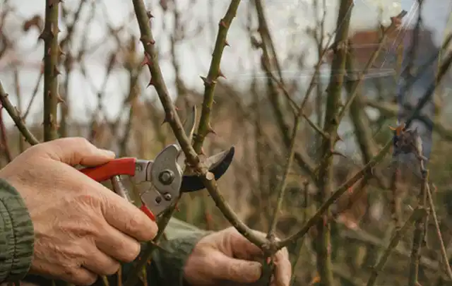 Hände schneiden einen älteren Rosenstrauch mit einer sauberen Gartenschere; Thema Astscheren, Schwerpunkt Sicherheit; Ergebnis.