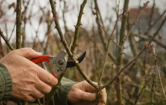 Hände schneiden einen älteren Rosenstrauch mit einer sauberen Gartenschere; Thema Astscheren, Schwerpunkt Systemvergleich; Praxisalltag.