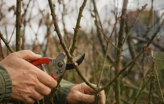 Hände schneiden einen älteren Rosenstrauch mit einer sauberen Gartenschere; Thema Astscheren, Schwerpunkt Vergleich; Kontrolle.