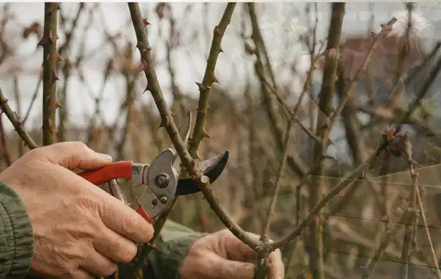 Hände schneiden einen älteren Rosenstrauch mit einer sauberen Gartenschere; Thema Astscheren, Schwerpunkt Wartung; Umsetzung.