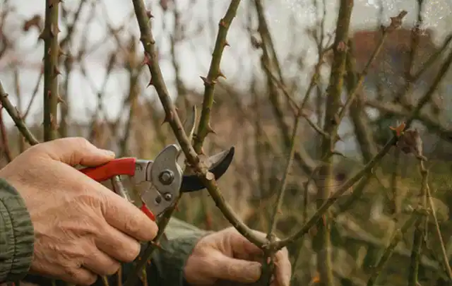 Hände schneiden einen älteren Rosenstrauch mit einer sauberen Gartenschere; Thema Astscheren, Schwerpunkt Winterlager; Praxisalltag.