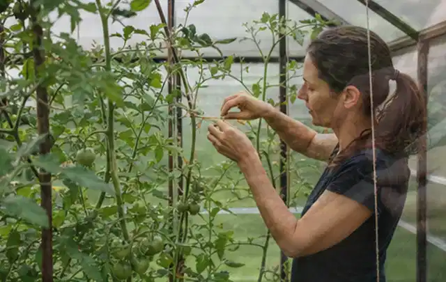 Person bindet junge Tomatentriebe in einem privaten Gewächshaus vorsichtig an; Thema Auberginen, Schwerpunkt Anbau; Ausgangslage.