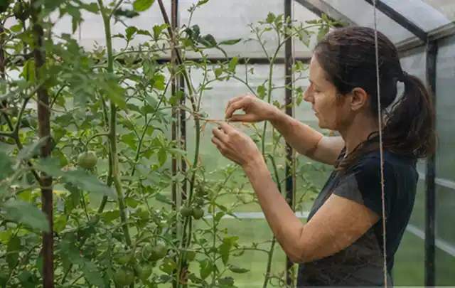Person bindet junge Tomatentriebe in einem privaten Gewächshaus vorsichtig an; Thema Auberginen, Schwerpunkt Aussaat; Ausgangslage.