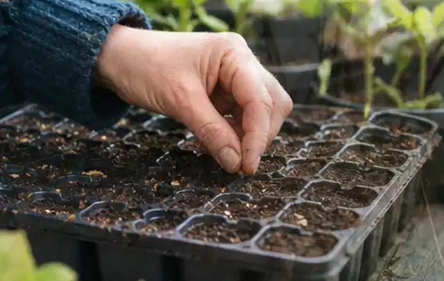Hand legt einzelne Samen in vorbereitete Anzuchtschalen mit lockerer Erde; Thema Auberginen, Schwerpunkt Balkongarten; Ausgangslage.
