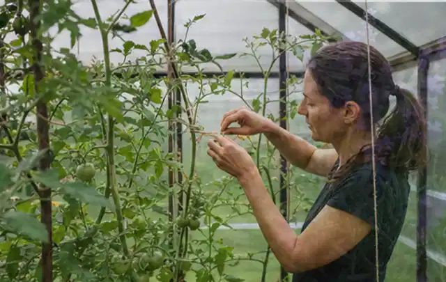 Person bindet junge Tomatentriebe in einem privaten Gewächshaus vorsichtig an; Thema Auberginen, Schwerpunkt Balkongarten; Umsetzung.