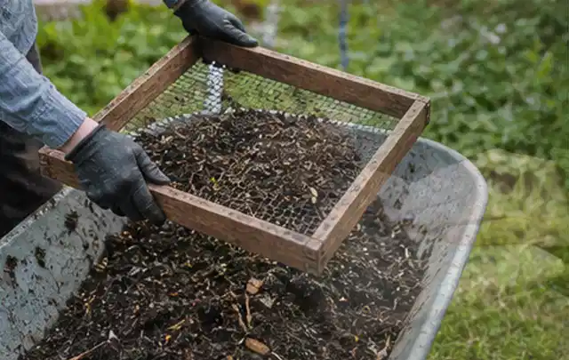 Behandschuhte Hände sieben reifen Kompost über einer Gartenschubkarre; Thema Auberginen, Schwerpunkt Balkongarten; Kontrolle.
