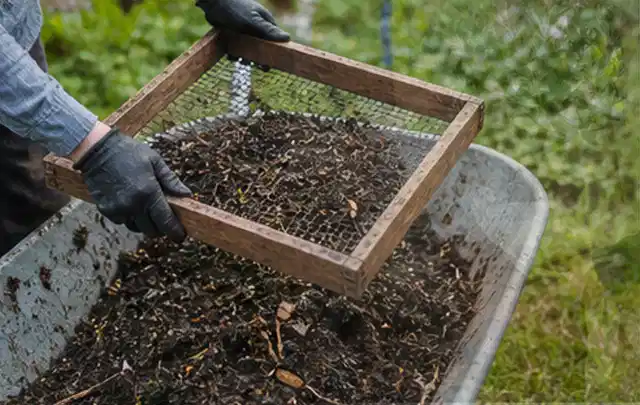 Behandschuhte Hände sieben reifen Kompost über einer Gartenschubkarre; Thema Auberginen, Schwerpunkt Bewässerung; Ausgangslage.