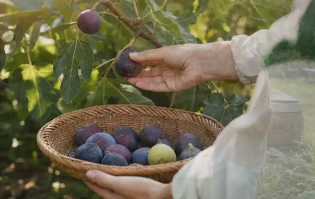 Hand pflückt eine reife Feige über einem flachen Korb mit Früchten; Thema Auberginen, Schwerpunkt Bewässerung; Kontrolle.