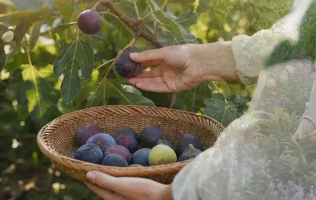Hand pflückt eine reife Feige über einem flachen Korb mit Früchten; Thema Auberginen, Schwerpunkt Boden; Kontrolle.