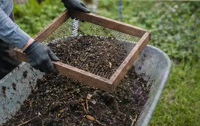 Behandschuhte Hände sieben reifen Kompost über einer Gartenschubkarre; Thema Auberginen, Schwerpunkt Einsteigerwissen; Ausgangslage.