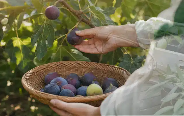 Hand pflückt eine reife Feige über einem flachen Korb mit Früchten; Thema Auberginen, Schwerpunkt Einsteigerwissen; Umsetzung.