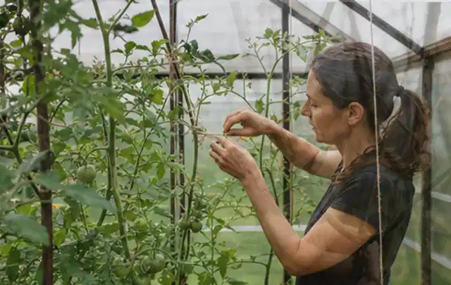 Person bindet junge Tomatentriebe in einem privaten Gewächshaus vorsichtig an; Thema Auberginen, Schwerpunkt Fehlerhilfe; Ergebnis.