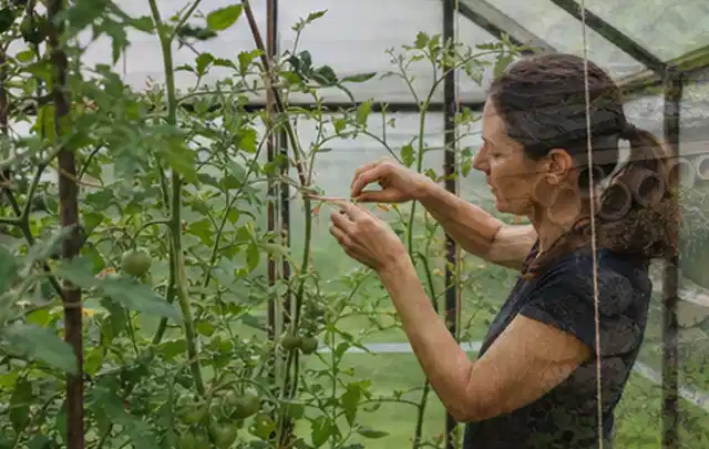 Person bindet junge Tomatentriebe in einem privaten Gewächshaus vorsichtig an; Thema Auberginen, Schwerpunkt Gemüse; Ergebnis.