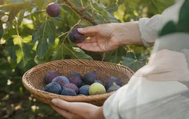 Hand pflückt eine reife Feige über einem flachen Korb mit Früchten; Thema Auberginen, Schwerpunkt Gesundheit; Ergebnis.