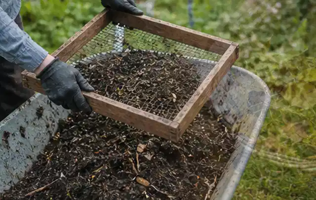 Behandschuhte Hände sieben reifen Kompost über einer Gartenschubkarre; Thema Auberginen, Schwerpunkt Gewächshaus; Kontrolle.