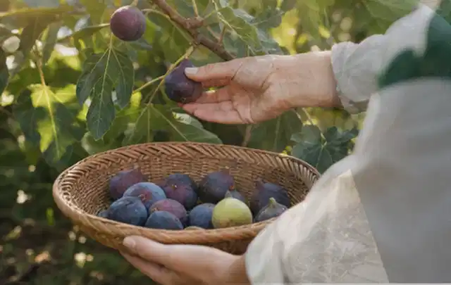 Hand pflückt eine reife Feige über einem flachen Korb mit Früchten; Thema Auberginen, Schwerpunkt Gewächshaus; Ergebnis.