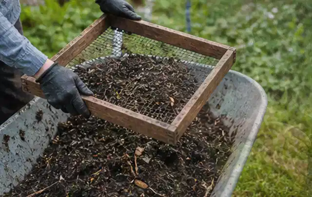 Behandschuhte Hände sieben reifen Kompost über einer Gartenschubkarre; Thema Auberginen, Schwerpunkt Hochbeet; Ergebnis.