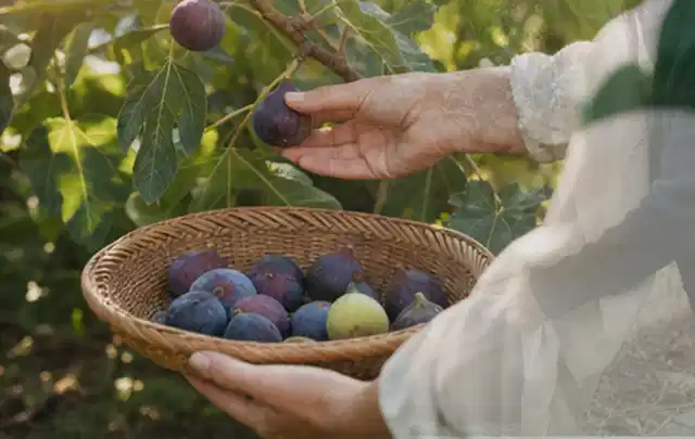 Hand pflückt eine reife Feige über einem flachen Korb mit Früchten; Thema Auberginen, Schwerpunkt Lagerung; Kontrolle.