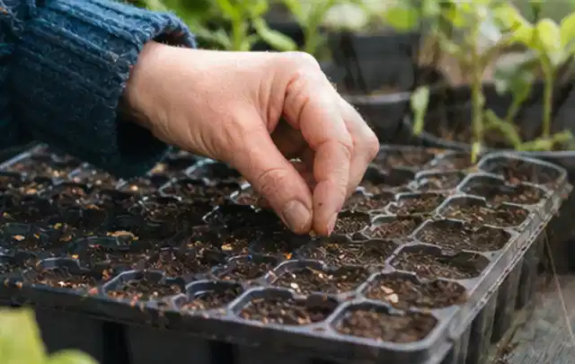 Hand legt einzelne Samen in vorbereitete Anzuchtschalen mit lockerer Erde; Thema Auberginen, Schwerpunkt Nährstoffe; Umsetzung.