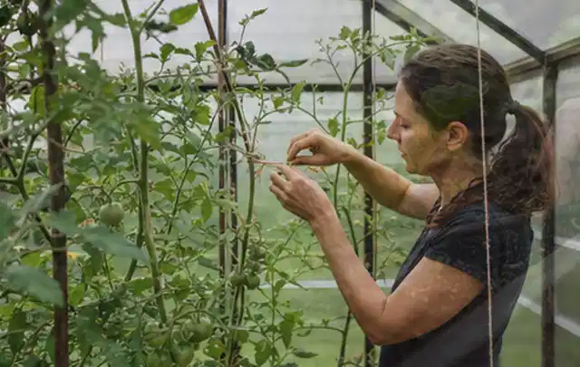 Person bindet junge Tomatentriebe in einem privaten Gewächshaus vorsichtig an; Thema Auberginen, Schwerpunkt Nährstoffe; Kontrolle.