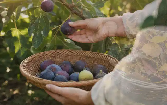 Hand pflückt eine reife Feige über einem flachen Korb mit Früchten; Thema Auberginen, Schwerpunkt Pflanzenschutz; Umsetzung.