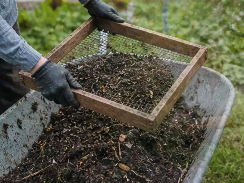 Behandschuhte Hände sieben reifen Kompost über einer Gartenschubkarre; Thema Auberginen, Schwerpunkt Pflanzung; Titelbild.