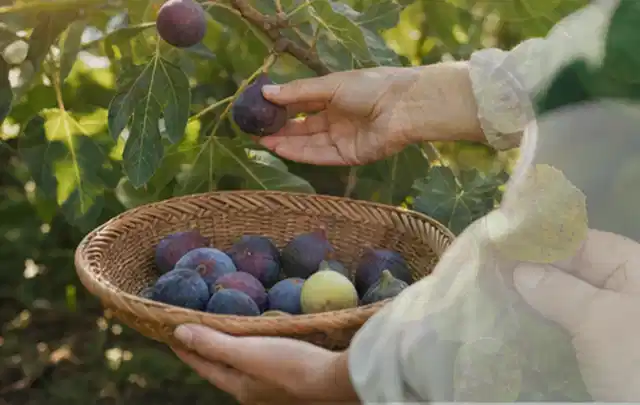 Hand pflückt eine reife Feige über einem flachen Korb mit Früchten; Thema Auberginen, Schwerpunkt Pflanzung; Ergebnis.