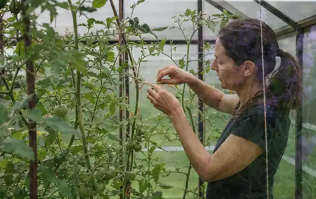Person bindet junge Tomatentriebe in einem privaten Gewächshaus vorsichtig an; Thema Auberginen, Schwerpunkt Pflanzung; Praxisalltag.