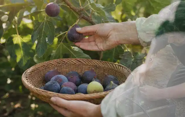 Hand pflückt eine reife Feige über einem flachen Korb mit Früchten; Thema Auberginen, Schwerpunkt Saisonkalender; Kontrolle.