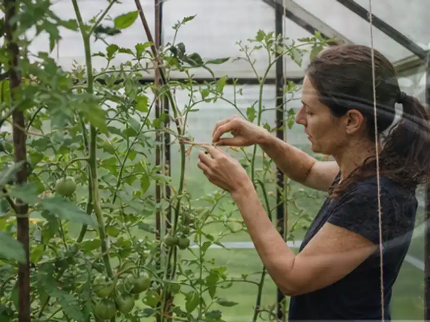 Person bindet junge Tomatentriebe in einem privaten Gewächshaus vorsichtig an; Thema Auberginen, Schwerpunkt Sortenwahl; Titelbild.