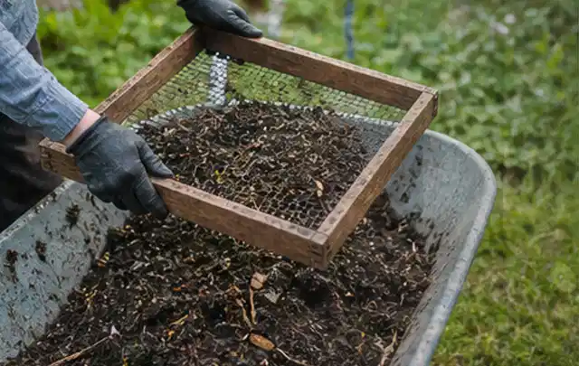Behandschuhte Hände sieben reifen Kompost über einer Gartenschubkarre; Thema Auberginen, Schwerpunkt Sortenwahl; Ergebnis.