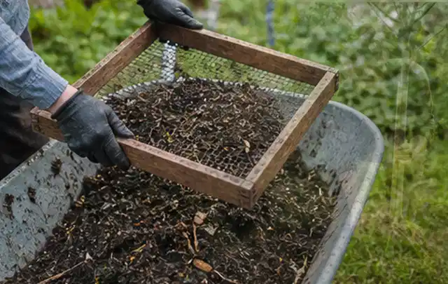 Behandschuhte Hände sieben reifen Kompost über einer Gartenschubkarre; Thema Auberginen, Schwerpunkt Standort; Umsetzung.