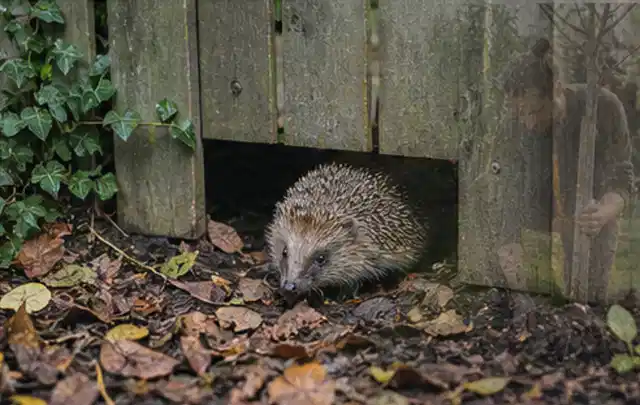 Igel nutzt einen bodennahen Durchgang unter einem hölzernen Gartenzaun; Thema Aufstellpools, Schwerpunkt Checkliste; Ausgangslage.