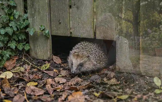 Igel nutzt einen bodennahen Durchgang unter einem hölzernen Gartenzaun; Thema Aufstellpools, Schwerpunkt Ersatzteile; Kontrolle.