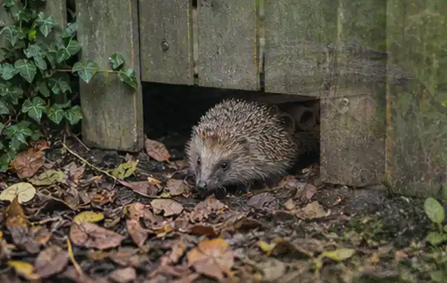 Igel nutzt einen bodennahen Durchgang unter einem hölzernen Gartenzaun; Thema Aufstellpools, Schwerpunkt Gärten mit großer Fläche; Kontrolle.